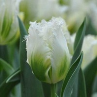 tulipe-snow-valley-