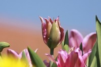 tulip-33
