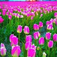 tulipe-graines-vivaces