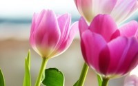 Tulip-Backgrounds-