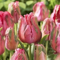 tulipe-perroquet