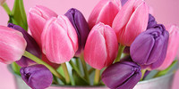 tulipe-rose-et-violette
