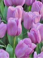 tulipe-triomphe