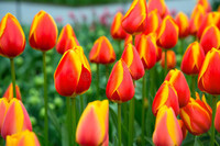 -tulipe-rouge--jaunes-
