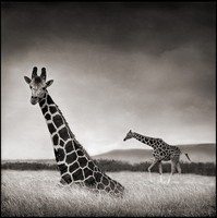 girafe NB
