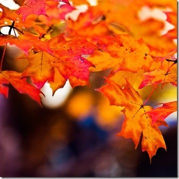 autumn_burnblue