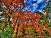 autumn_paul_bica