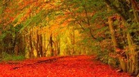 tapis-de-feuilles-automne