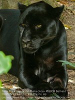 black-jaguar-panthera-