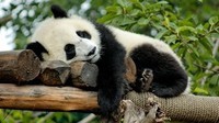panda_
