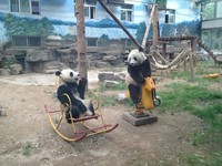 Panda_best_1