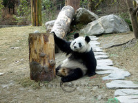Panda_best_11