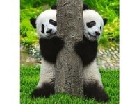 Две-панды-