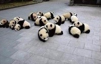 Panda_best_5