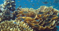 corail-ocean