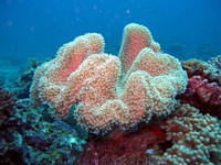 sea-corals-plants