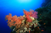 beaux-coraux-