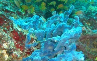 corail-bleu-