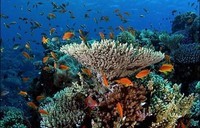 recif-corallien-