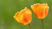 orange-tulips_