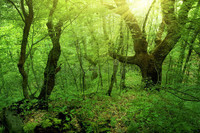 bosque-verde-