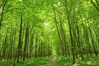 -nature-green-forest-