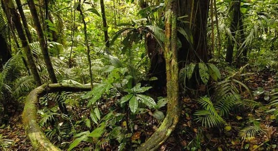 selva-amazonica-