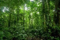 floresta-equatorial-