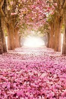 forest--pink-