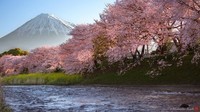printemps_japonais