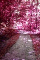pink_nature_