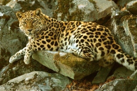 01-amurleopard-
