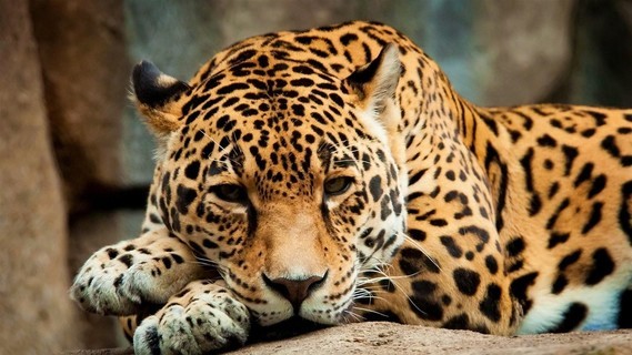 jaguar-Animal_