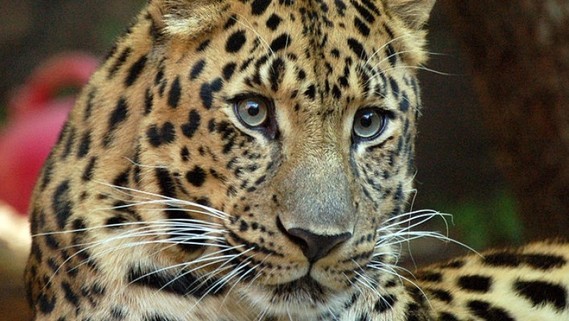 Leopard__1