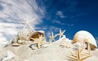 Beach-seashells