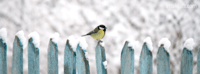 oiseaux-hiver