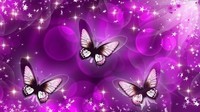 butterfly-purple-
