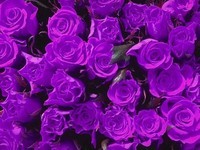 purple-rose-