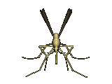 insecte-22