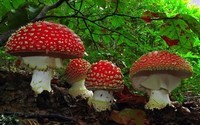 mushrooms_