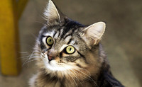 chat-gouttiere-