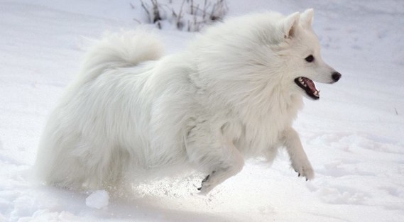 chien-hiver (1)