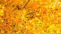 arbres-d-automne-jaune-