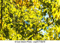 feuilles jaune-