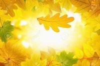 -nature-automne-jaune-