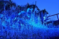 Bleu,Nature, Nuit,