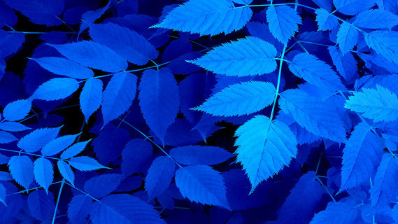 Branches_Blue_