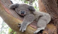 Koala-qui-dort
