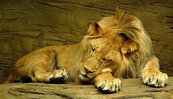 lion-sommeil