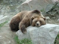 ours qui dort